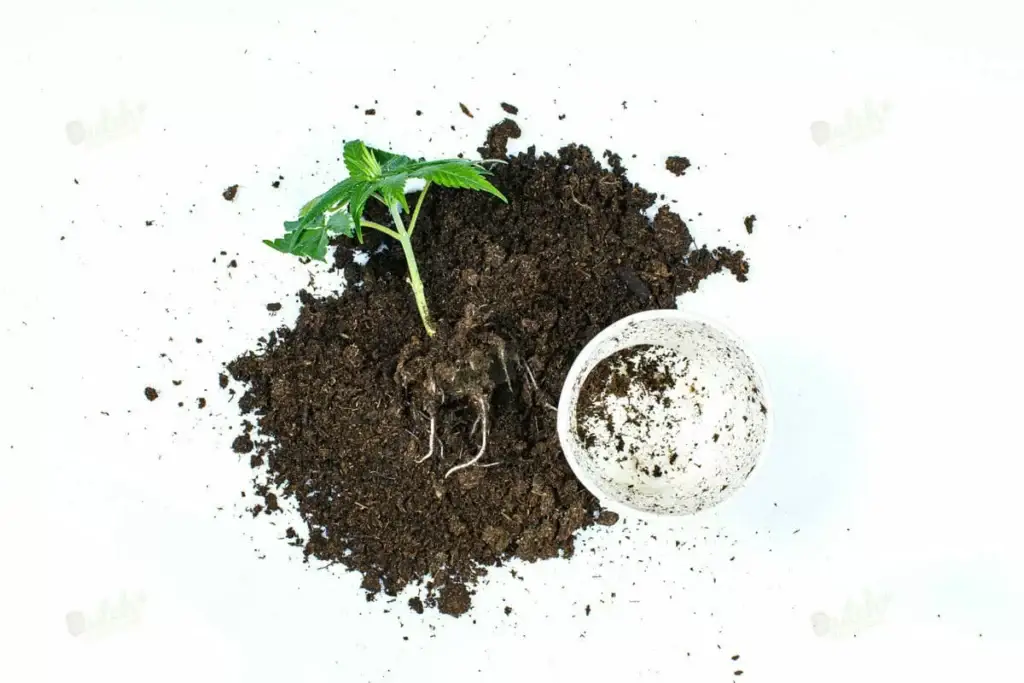 Benefits of Autoflowering Cannabis