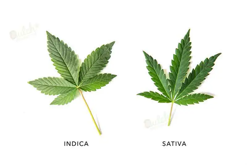 Best Exotic Cannabis Strains For Indoor Cultivation