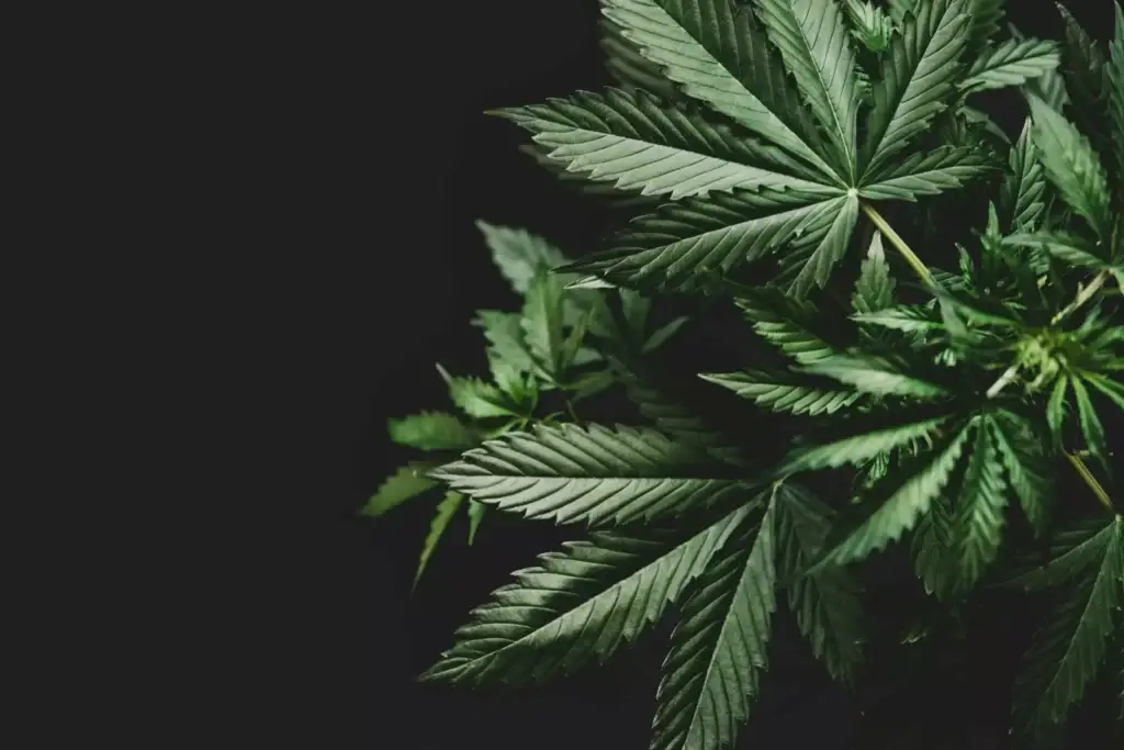 Best Indica Strains