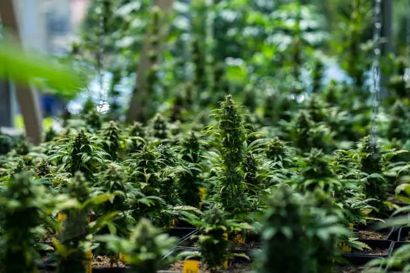 Best Outdoor Grown Setup