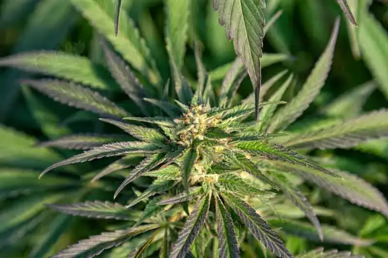 Best Sativa Strains