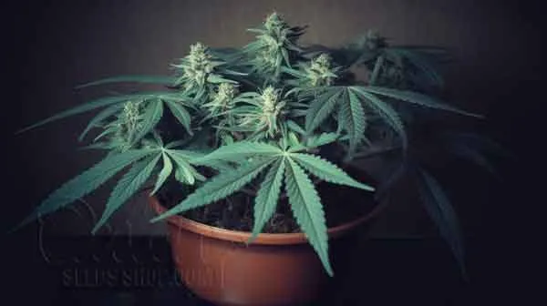 Best Store Bought Premixied Soil