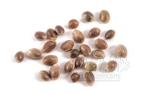 Best Way To Store Seeds Long Term