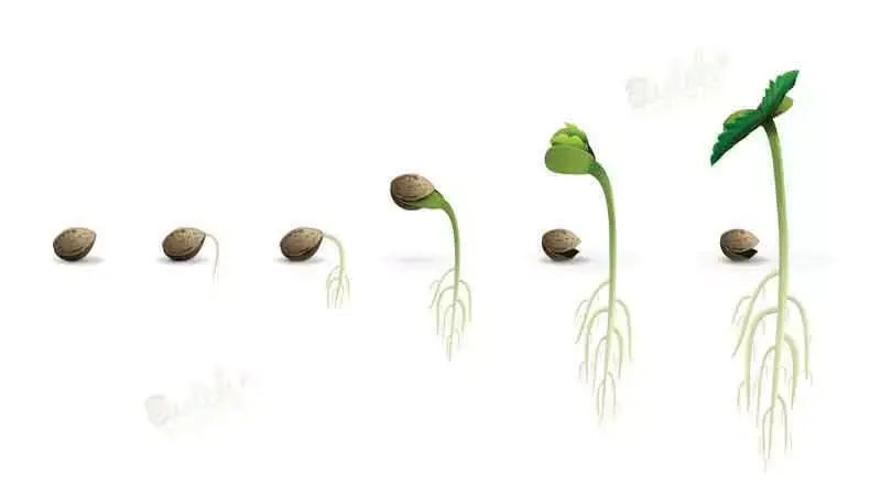 Best Way to Germinating Marijuana Seeds