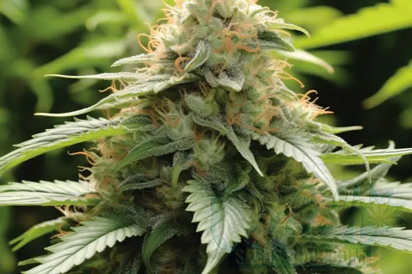 Big Bud Strain Origin