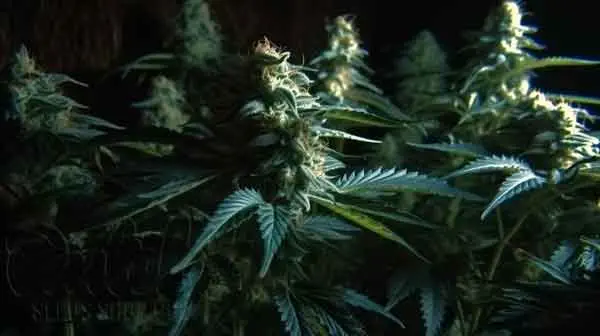 Big Bud XXL