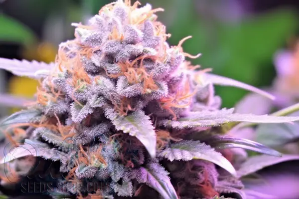 Black Cherry Soda Strain Origin