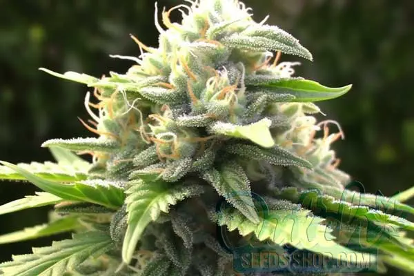 Black Jack Strain Origin