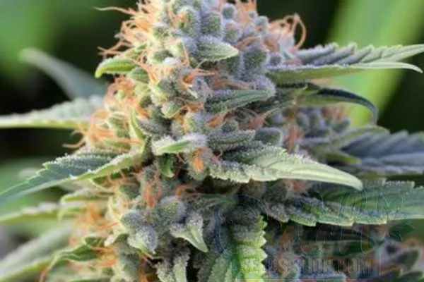 Black Widow Strain Origin