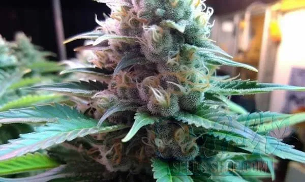 Blue Cheese Strain Origin