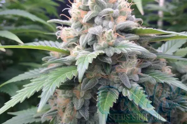 Blue Cookies Strain Origin