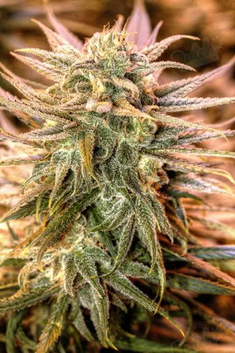 Blue Dream Autoflower