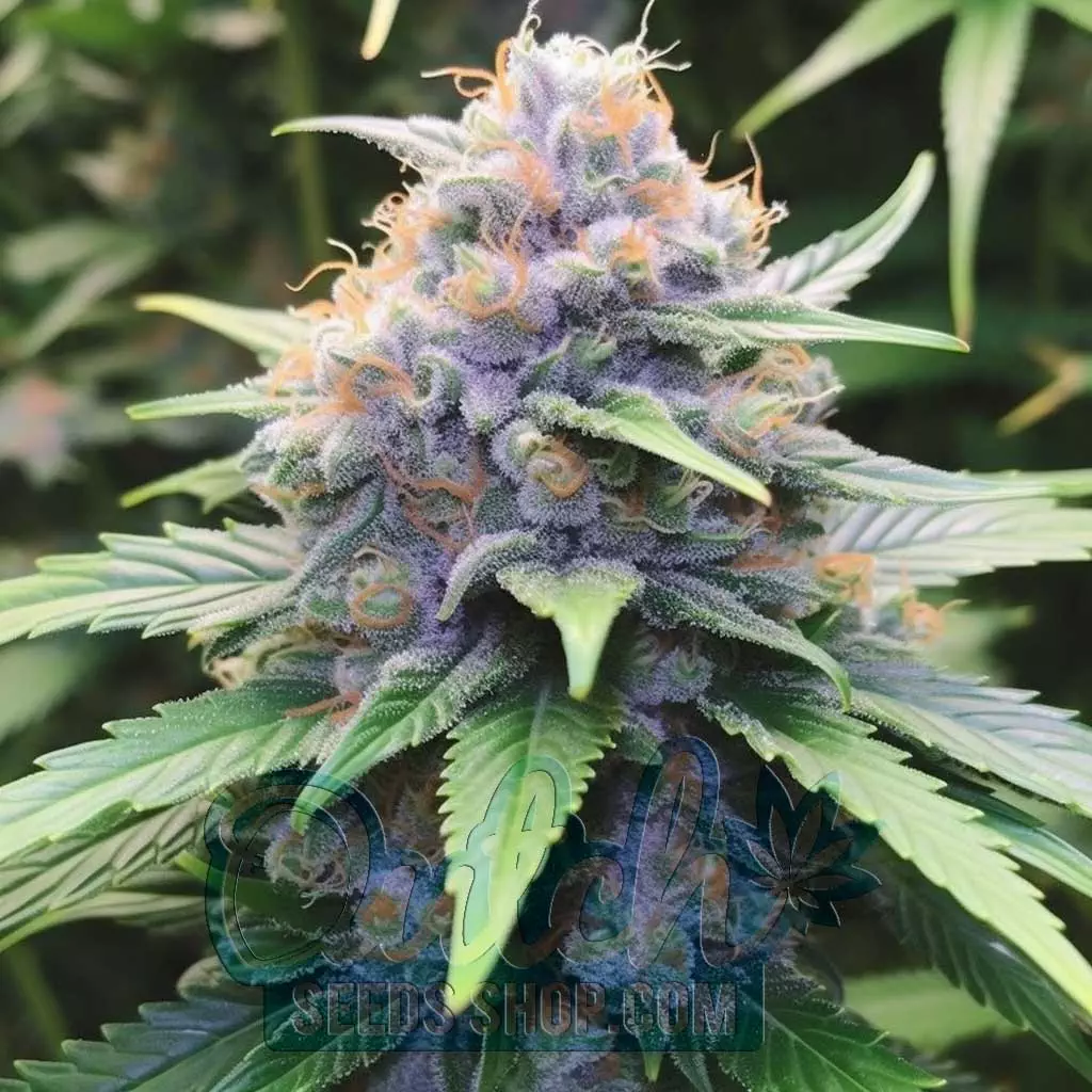 Buy Blue Dream Feminized Cannabis Seeds For Sale - DSS