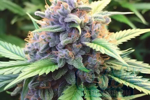 Blue Dream Strain Origin