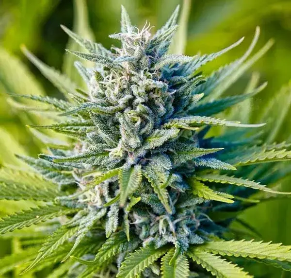 Blue Dream