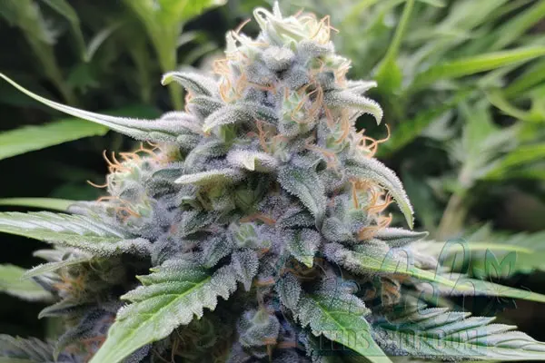 Blue Magoo Strain Origin