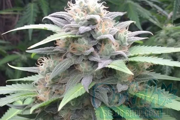 Blue Mystic Strain Origin
