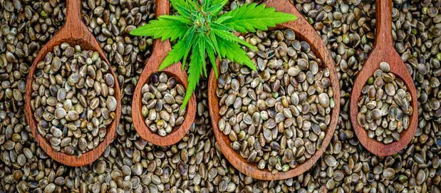 Blueberry Auto Seeds