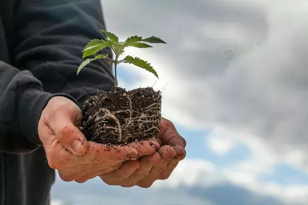 Blueberry Autoflower Seeds Grow Guide