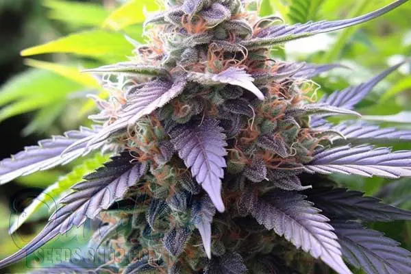 Blueberry Haze Strain Origin