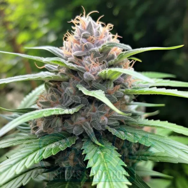 Blueberry Strain Feminized Seeds