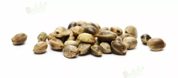Bruce Banner Auto Seeds