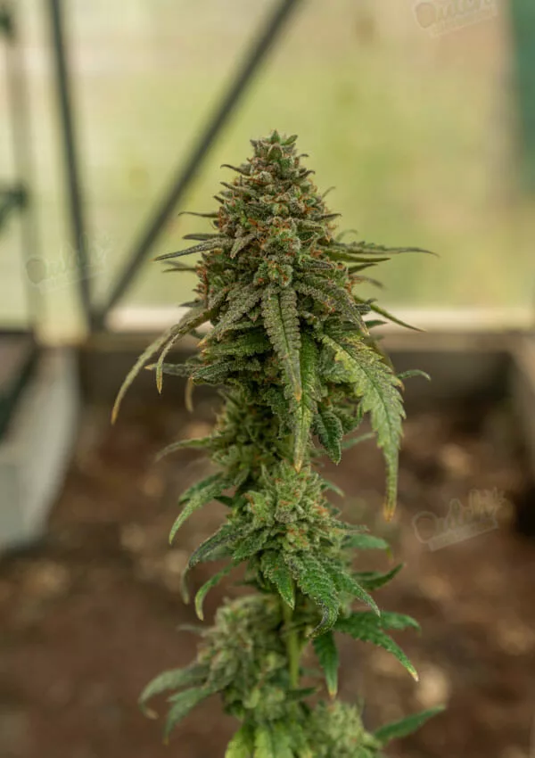 Bruce Banner Plant Height