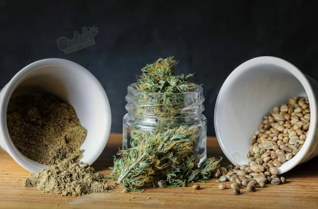Bruce Banner Seed To Harvest