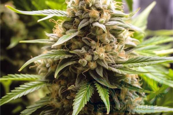 Bubba Kush Strain Origin