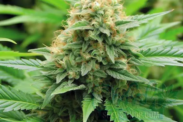 Bubble Gum Strain Origin