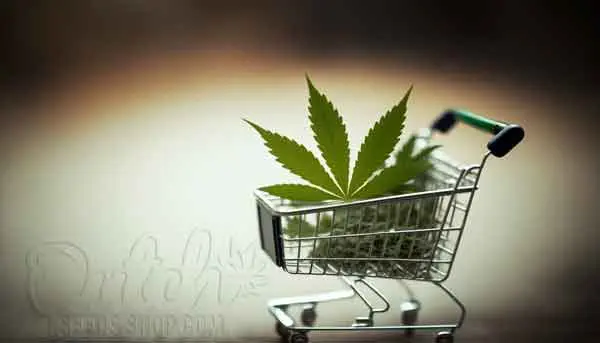 Buy Autoflower Cannabis Seeds and Feminized Cannabis Seeds At Dutch Seeds Shop