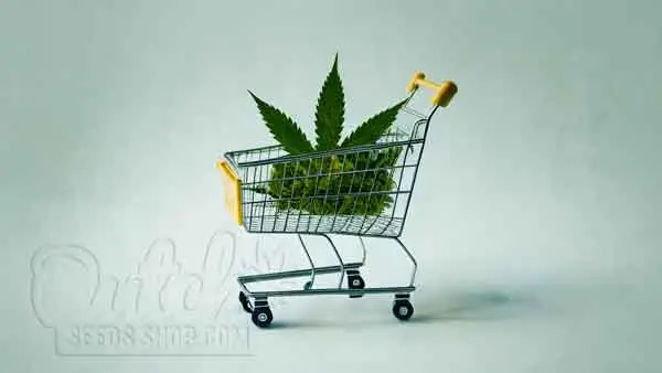 Buy Autoflower Seeds And Feminized Seeds At Dutch Seeds Shop