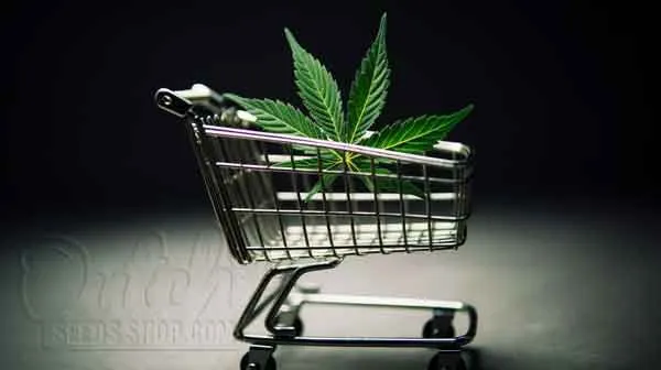 Buy Autoflowering Seeds For Sale Online DSS