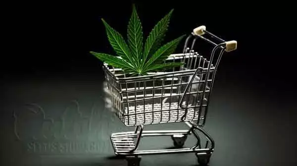 Buy Best CBD Auto Seeds From USA And Canada At Dutch Seeds Shop