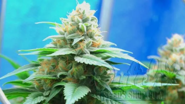 Buy Cannabis Seeds for Sale Online