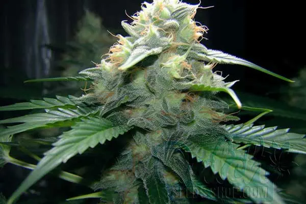 Buy Cannabis Seeds for Sale Online