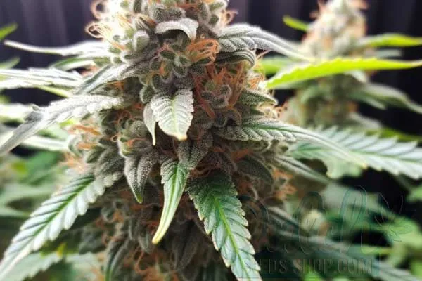 Buy Cannabis Seeds for Sale Online