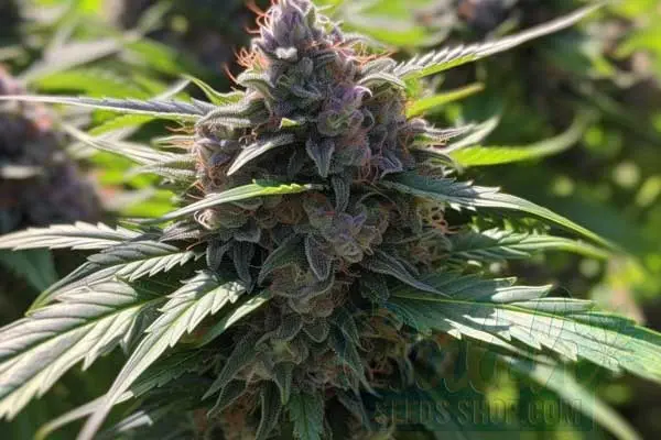 Buy Cannabis Seeds for Sale Online