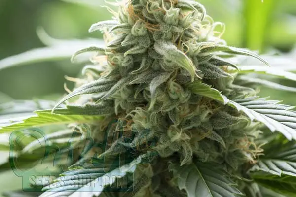 Buy Cannabis Seeds for Sale Online