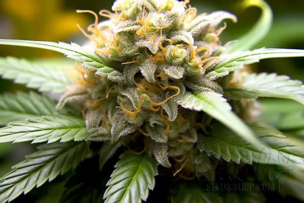 Buy Cannabis Seeds for Sale Online