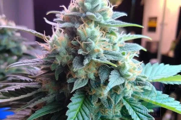 Buy Cannabis Seeds for Sale Online