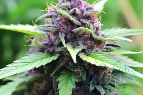 Buy Cannabis Seeds for Sale Online