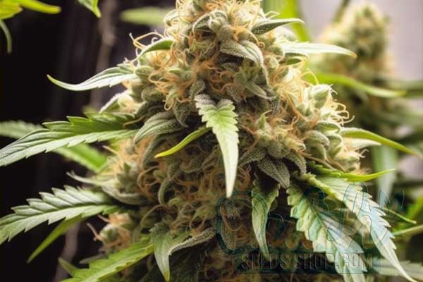 Buy Cannabis Seeds for Sale Online