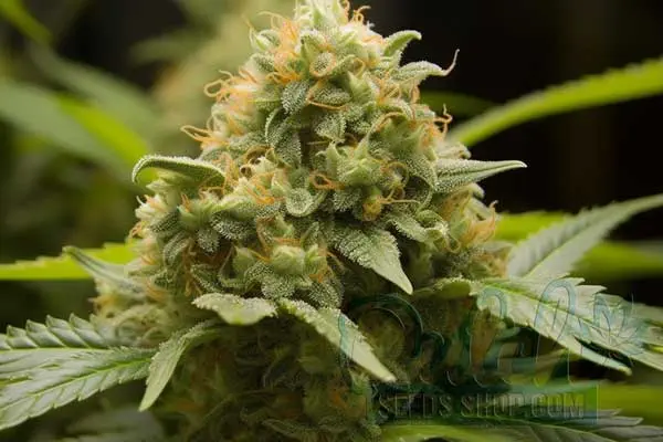 Buy Cannabis Seeds for Sale Online
