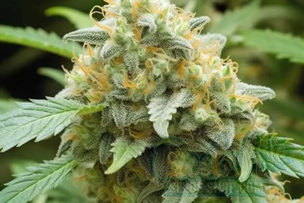 Buy Cannabis Seeds for Sale Online