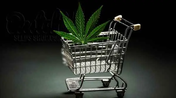 Buy Cannabis Seeds from DSS Today!