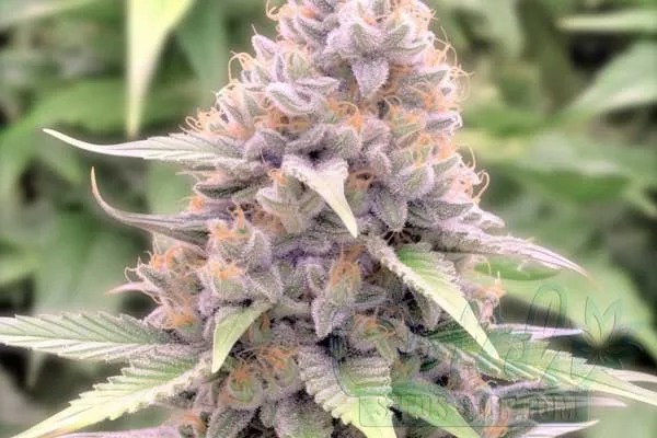 Buy Cannabis for Sale Online