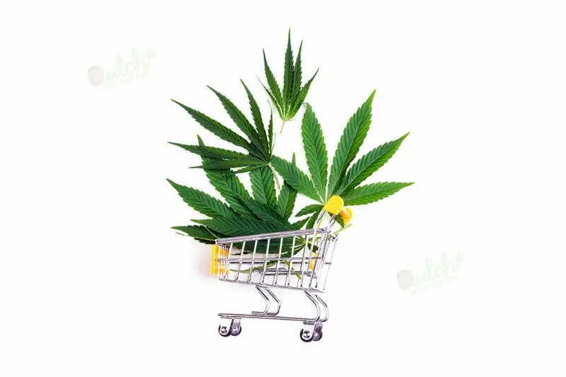 Buy Diesel Auto Feminized Seeds From Dutch Seeds Shop!