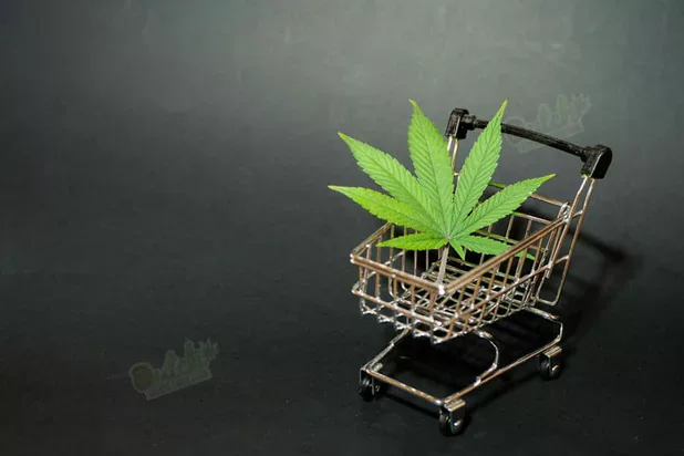 Buy Seeds Online From DSS Today