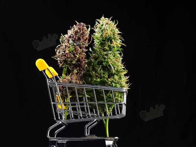 Buy Seeds Online from DSS Today!